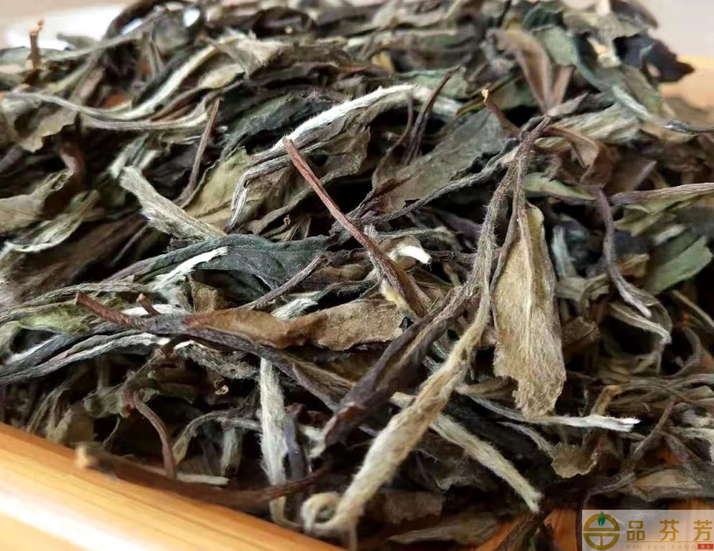2013年福鼎小土茶树采摘制成的白牡丹白茶