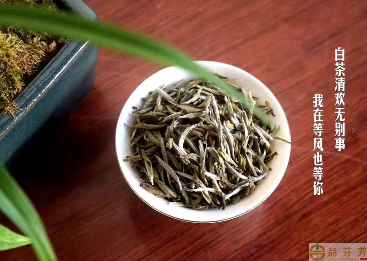 福鼎白茶的五大分类，白茶解酒功能也是茶类中最强的存在